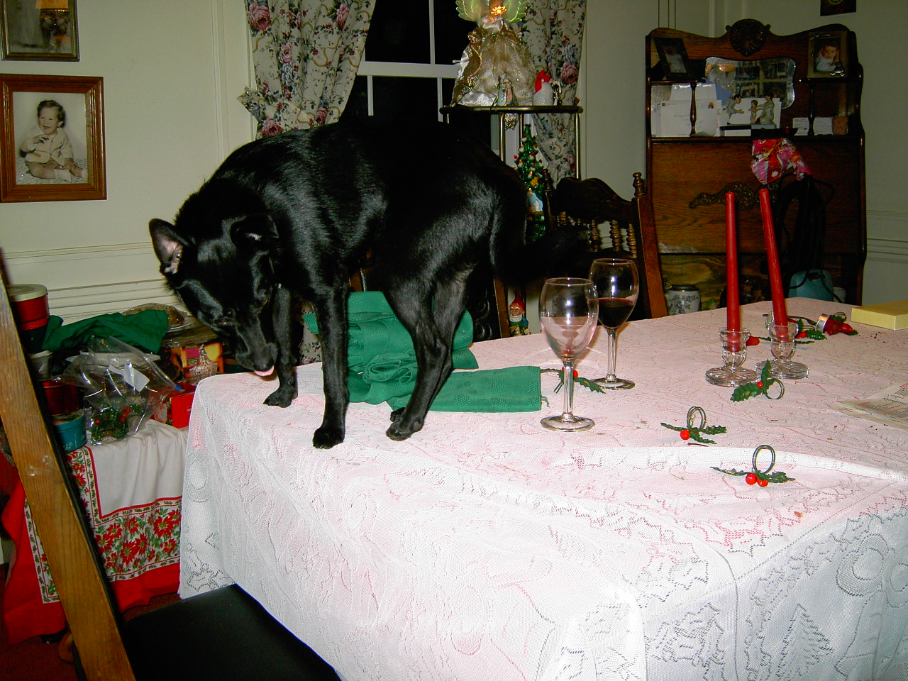Small black dog on Christmas dinner table